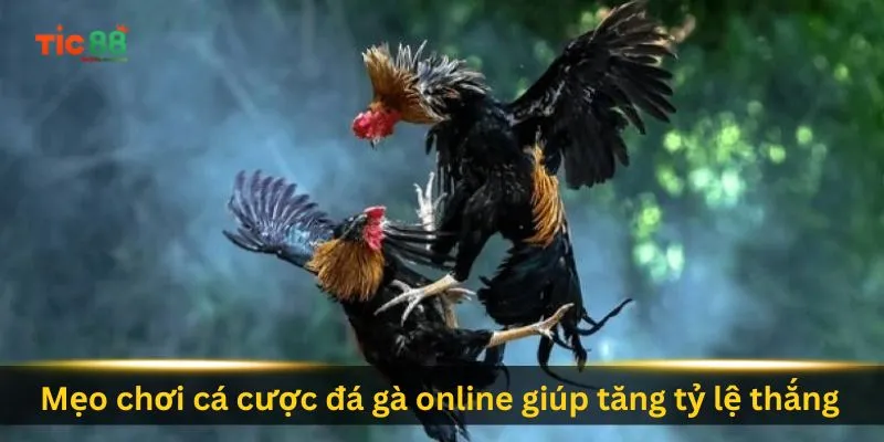 meo-choi-ca-cuoc-da-ga-online-giup-tang-ty-le-thang